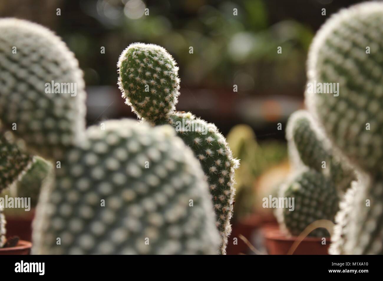 Beautiful and colorful Opuntia Microdasys in the garden Stock Photo