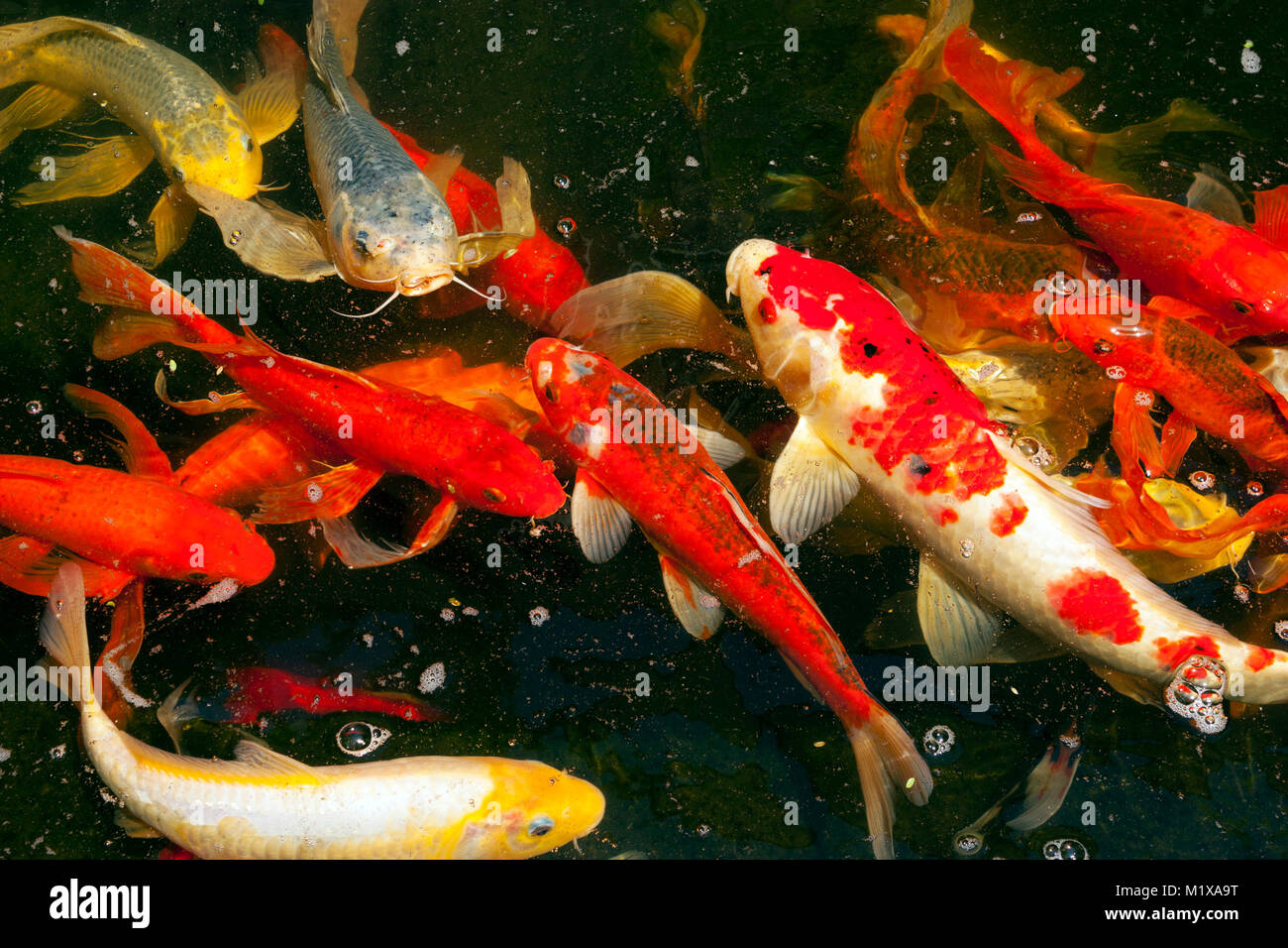 Decorative domesticated fish in pond Stock Photo Alamy