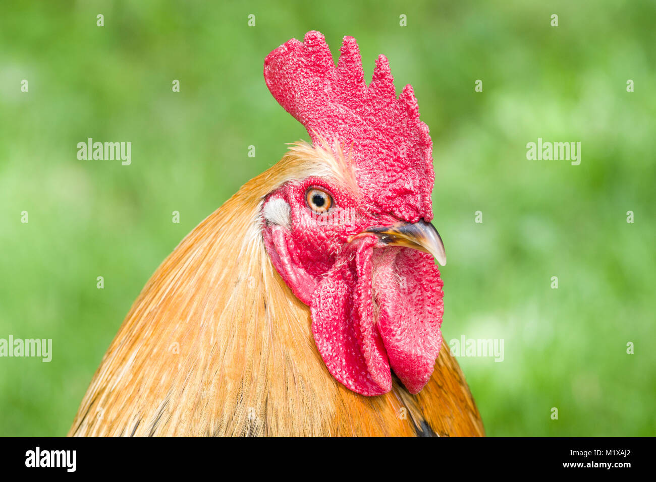 Portrait of rooster. Stock Photo