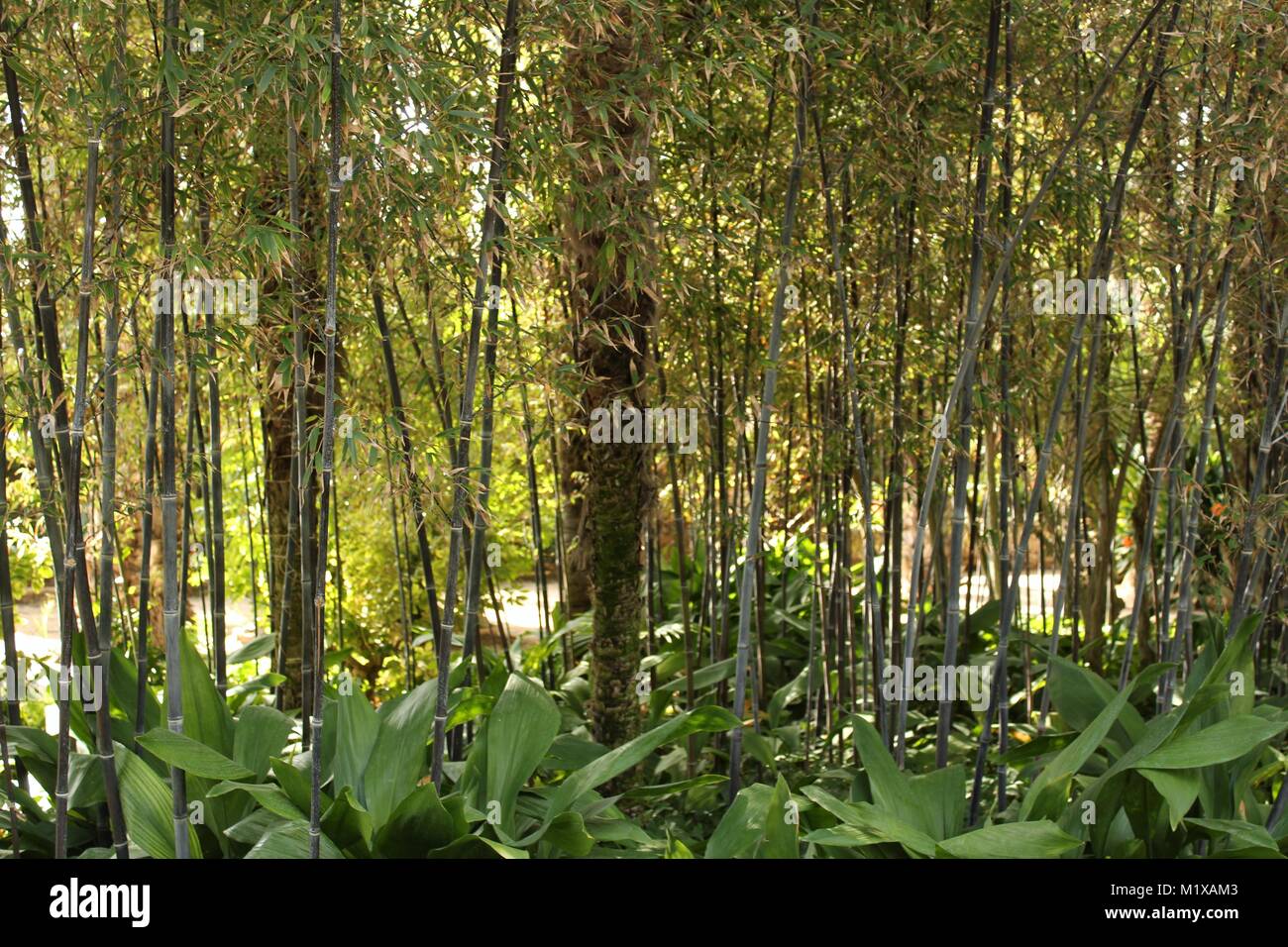Phyllostachys nigra , black bamboo in the garden Stock Photo