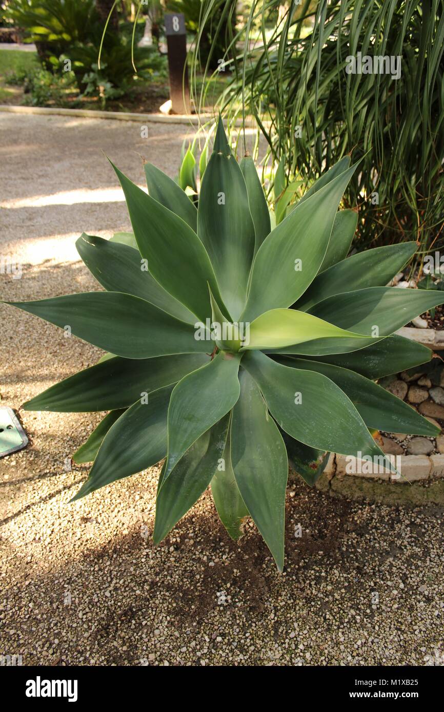 Agave Attenuata plant in the garden in Elche, Spain Stock Photo - Alamy