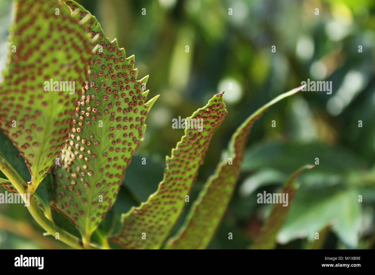 Beautiful fern leaves in the garden- Cyritomium Falcatum Stock Photo
