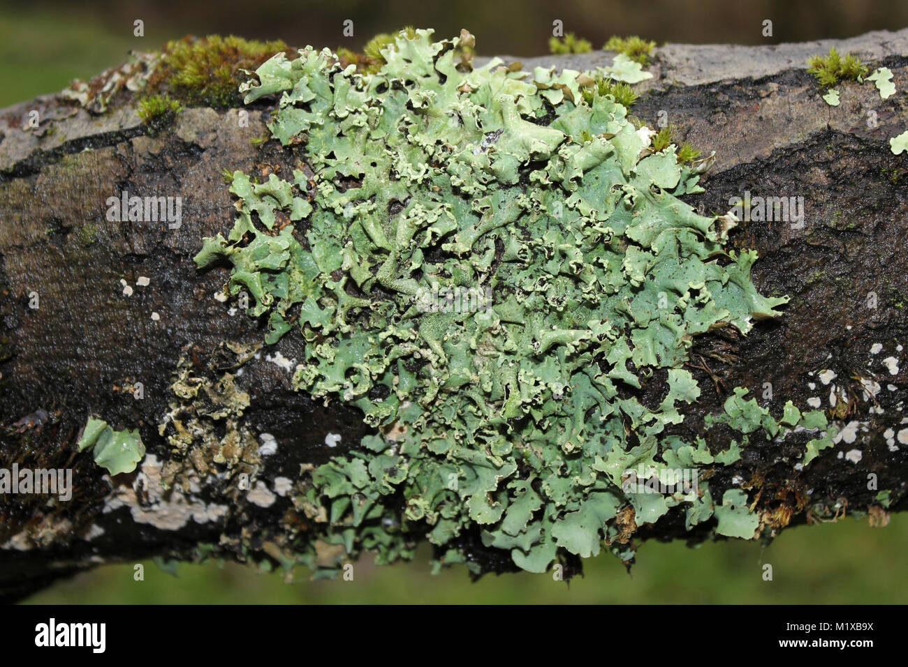 Common Greenshield Lichen Flavoparmelia caperata Stock Photo