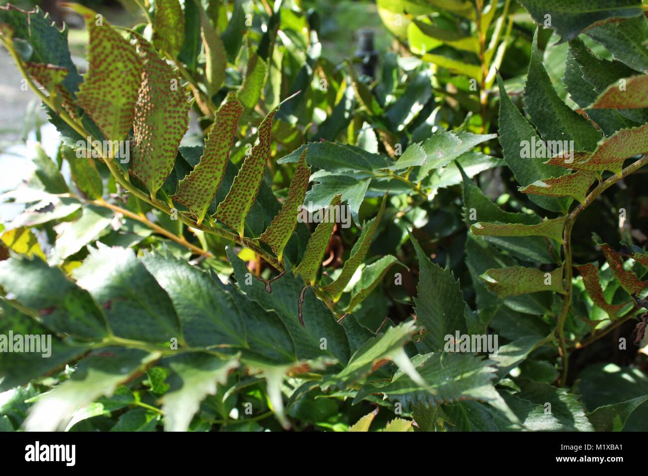 Beautiful fern leaves in the garden- Cyritomium Falcatum Stock Photo