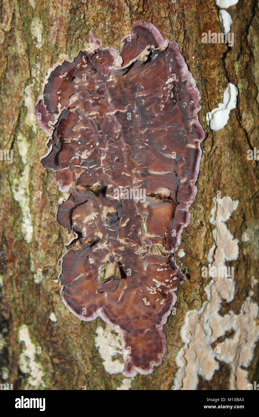 Silverleaf Fungus Chondrostereum purpureum Stock Photo