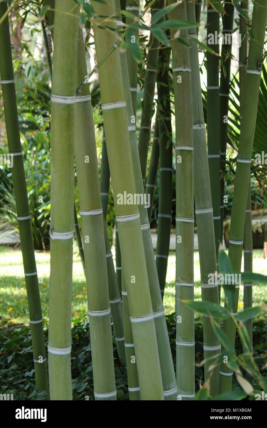 Forest of bamboo canes in the garden Stock Photo - Alamy