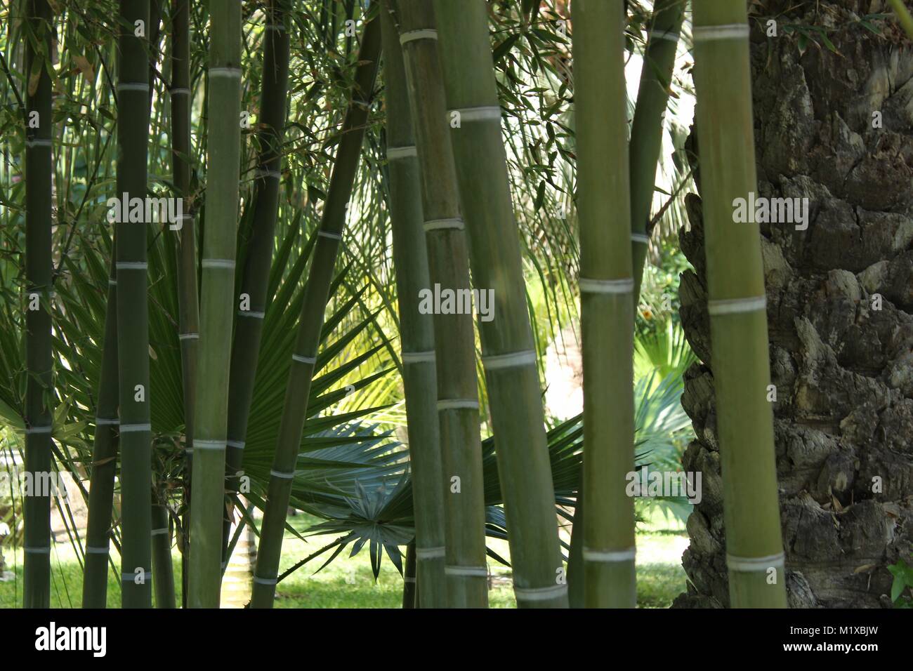 Forest of bamboo canes in the garden Stock Photo Alamy
