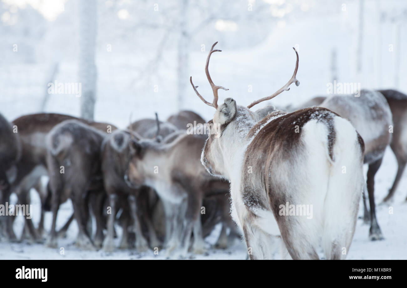 Reindeer joins the group Stock Photo