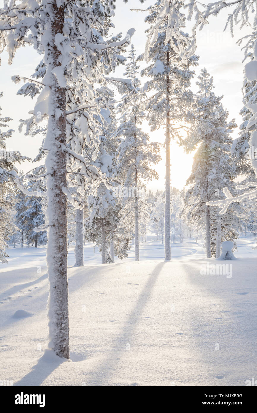 Sunbeam through snowy forest Stock Photo