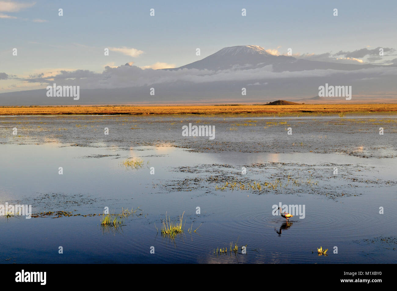 Glossy Ibis (Plegadis falcinellus) alone on lake with Kilimanjaro in background. Amboseli National Park. Kenya Stock Photo