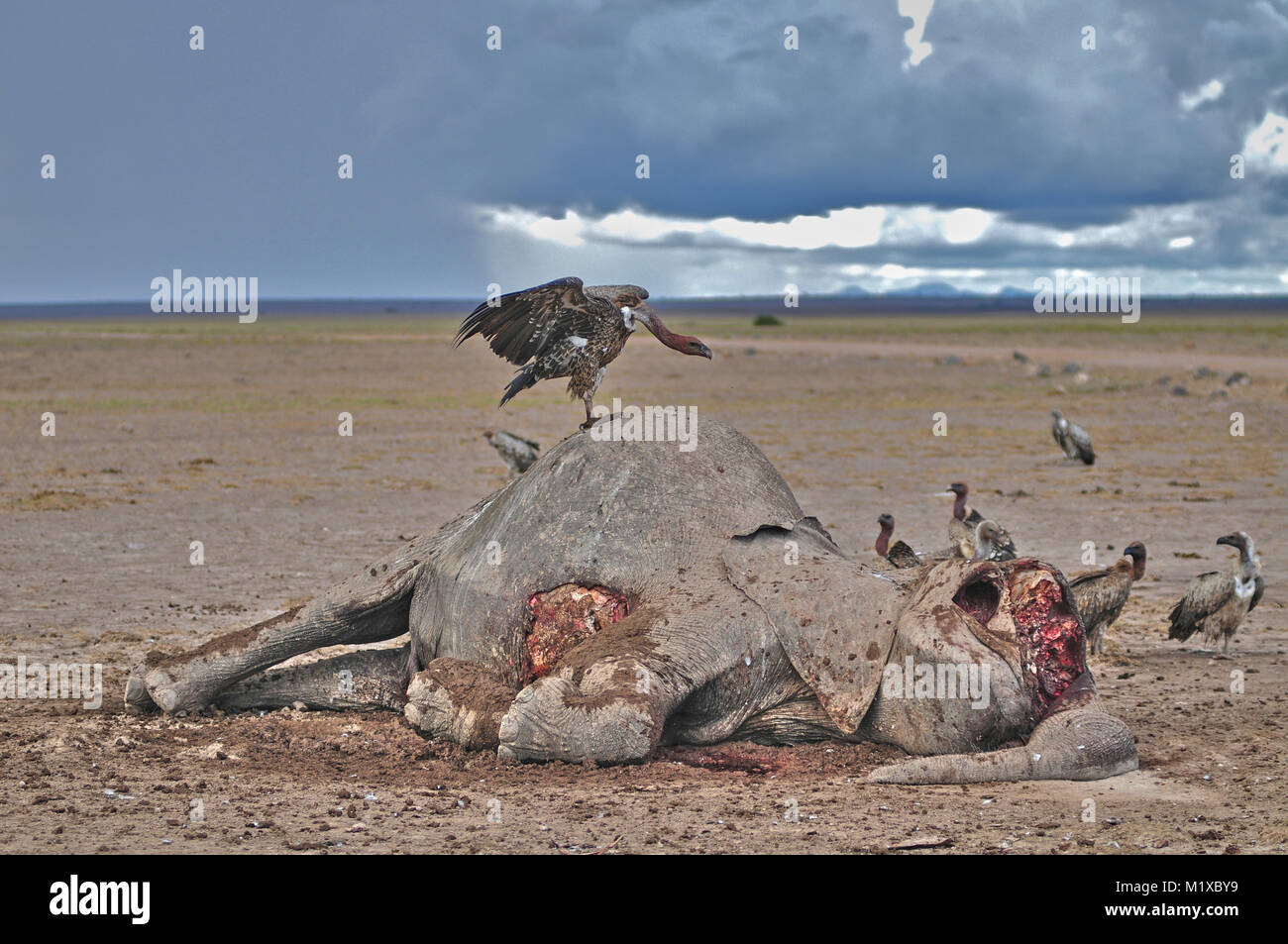 White Backed Vulture feeding on corpse of African Elephant (Loxodonta africana) which died during worst drought in living memory. Amboseli. Kenya. Stock Photo
