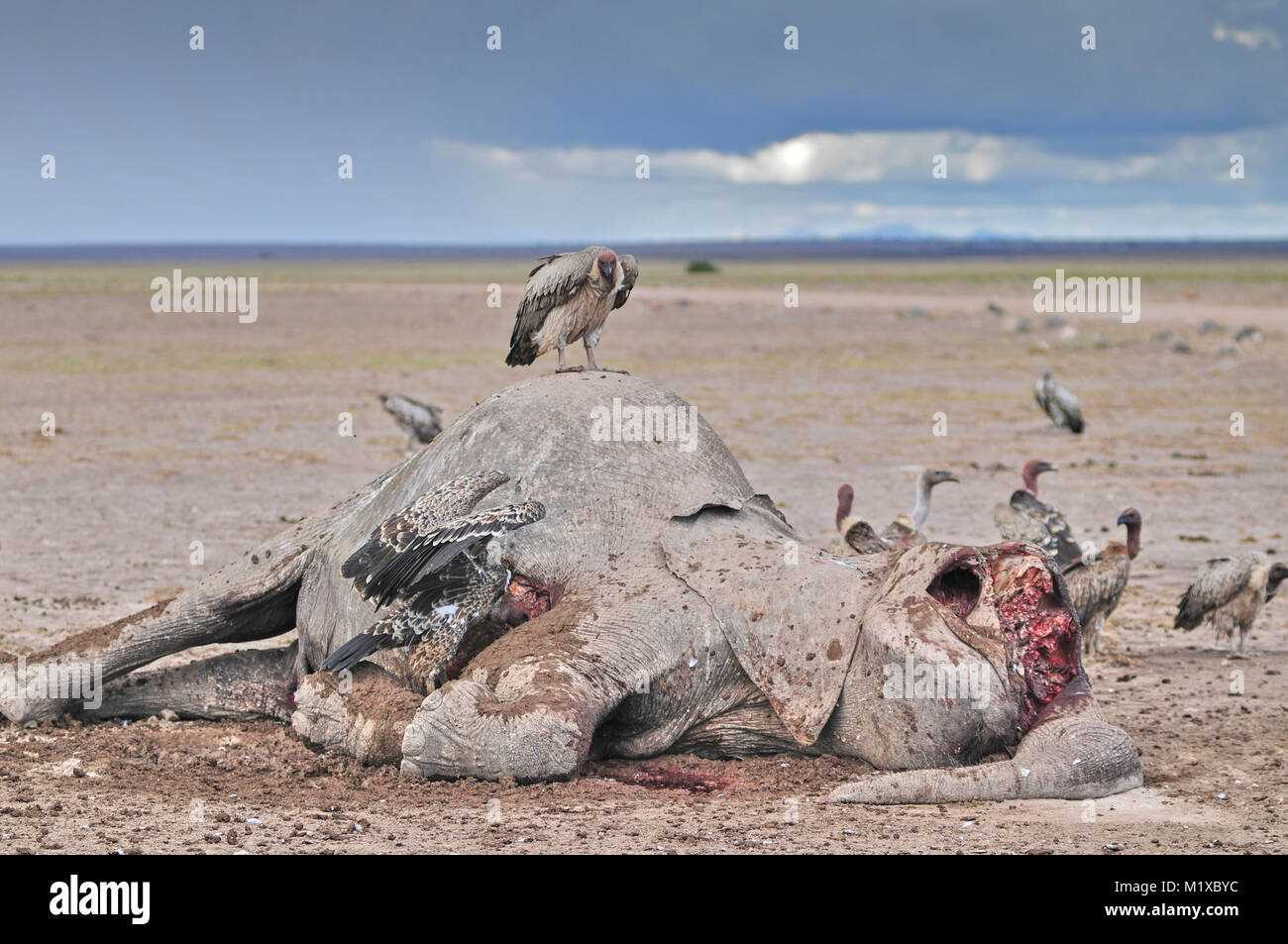 White Backed Vulture feeding on corpse of African Elephant (Loxodonta africana) which died during worst drought in living memory. Amboseli. Kenya. Stock Photo