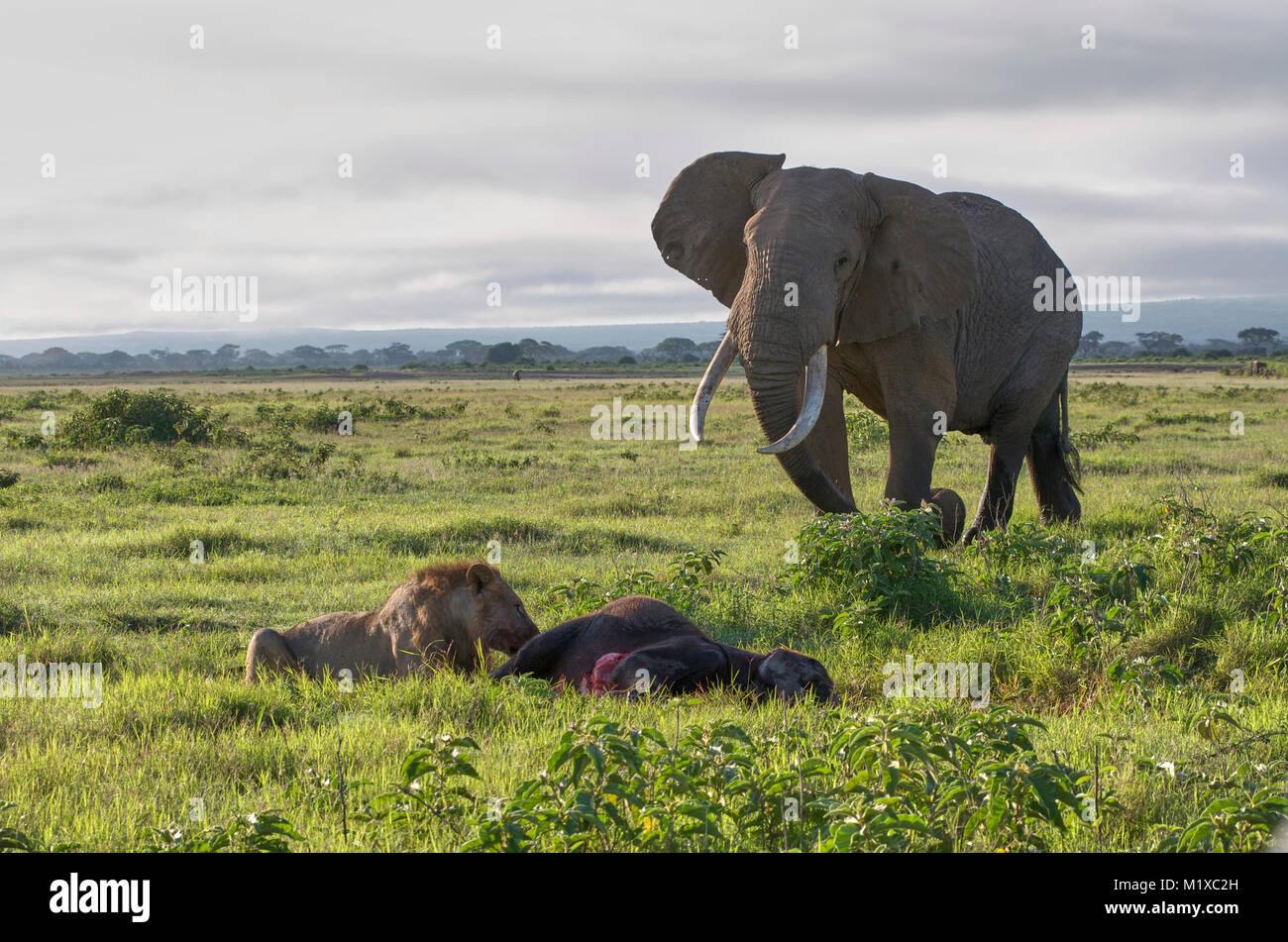 Bull Elephant approaches two lions feeding on elephant calf they killed. Amboseli Kenya Stock Photo