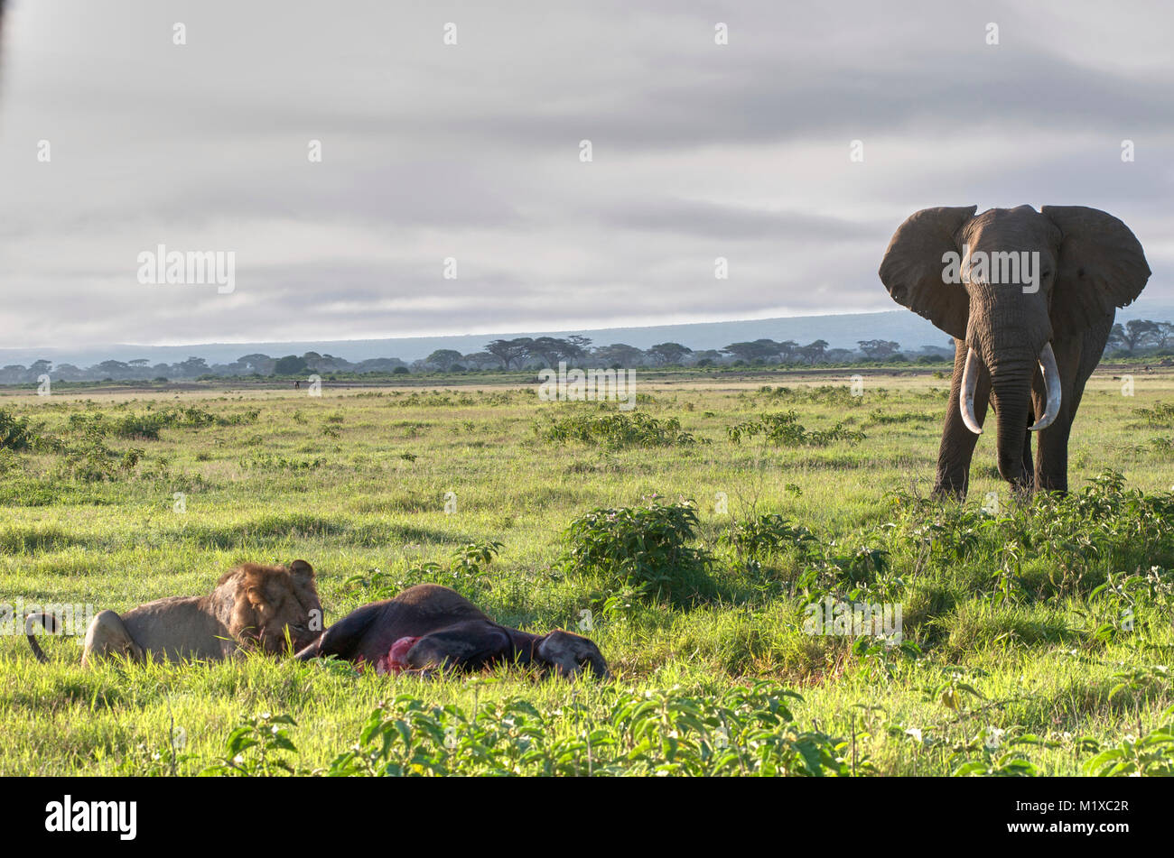 Bull Elephant approaches two lions feeding on elephant calf they killed.Amboseli Kenya Stock Photo