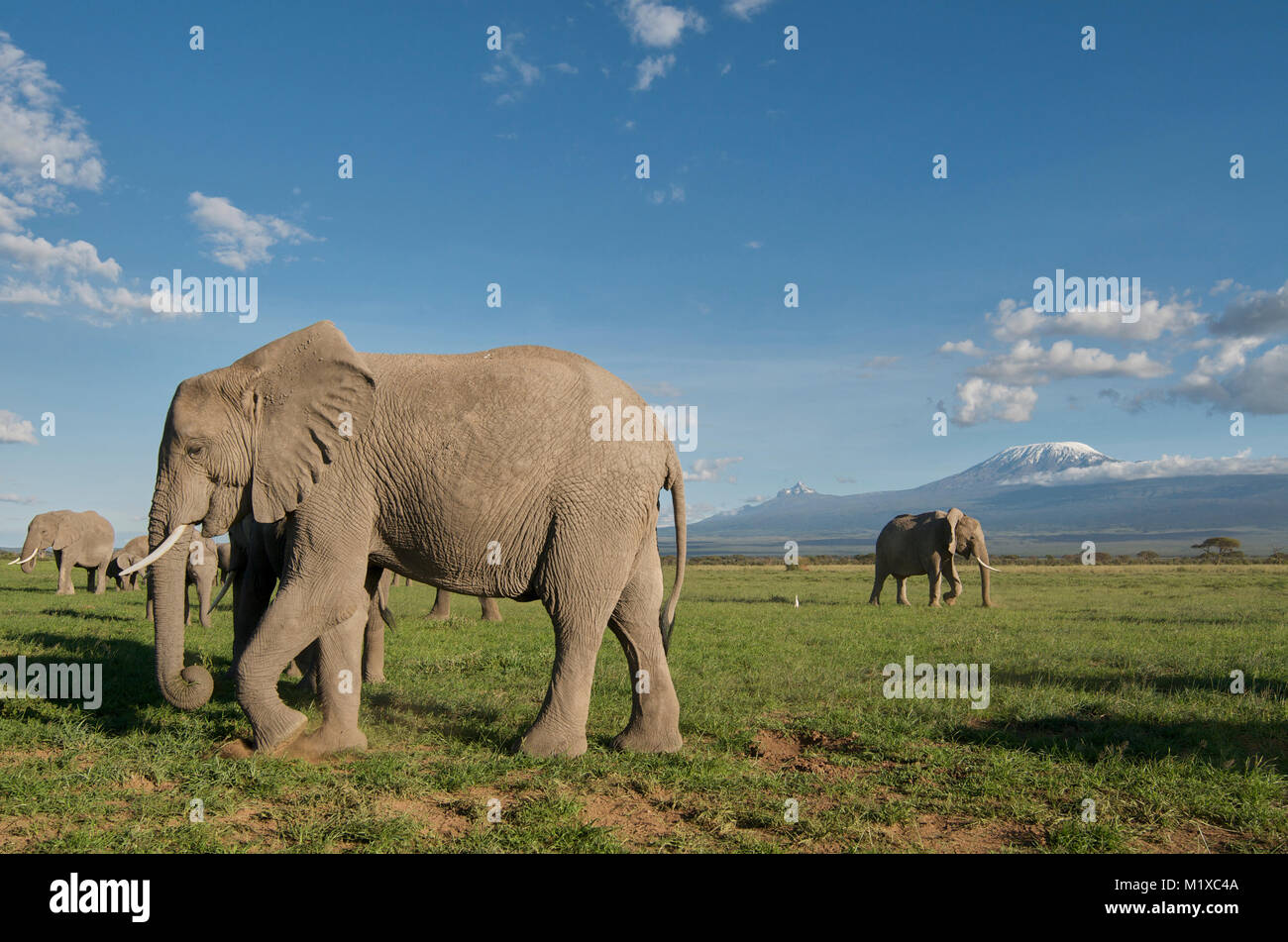 Herd of African Elephants grazing on the savannah with Kilimanjaro in the background. Amboseli. Kenya. Stock Photo