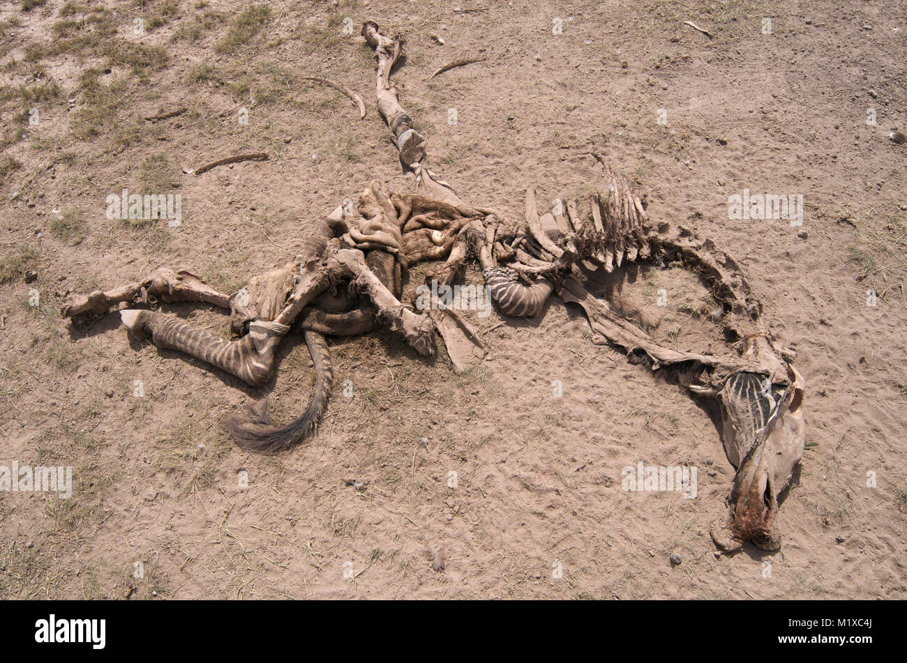 Zebra skeleton lying on dusty earth during drought in Amboseli, Kenya. Stock Photo