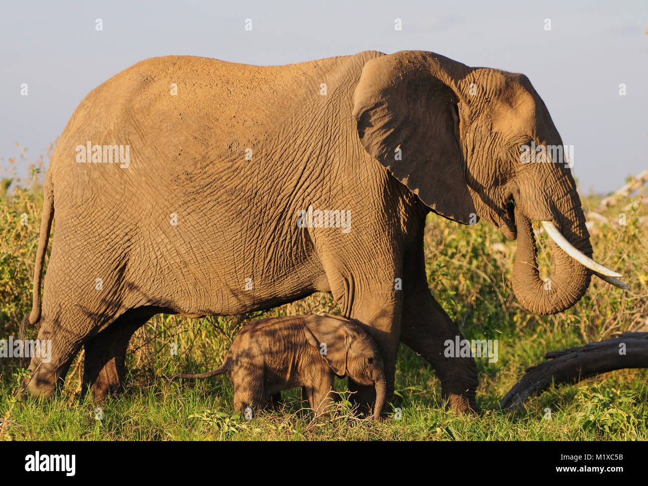 African Elephant mother and new born calf.Amboseli. Kenya Stock Photo