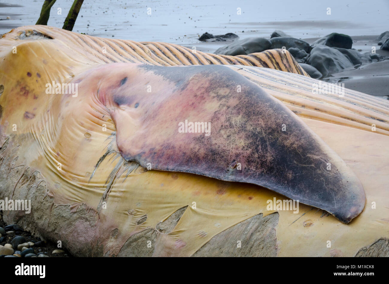 Beached blue whale, Glenburn, Wairarapa, New Zealand Stock Photo