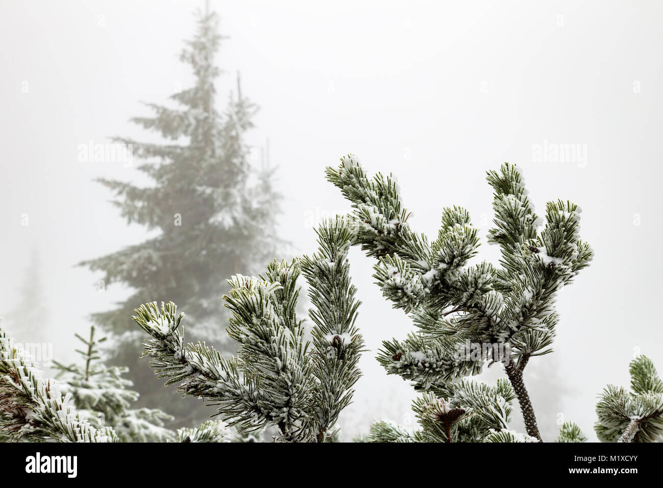 Frozen mountain pine on Grosser Arber mountain, Bavaria, Germany Stock Photo