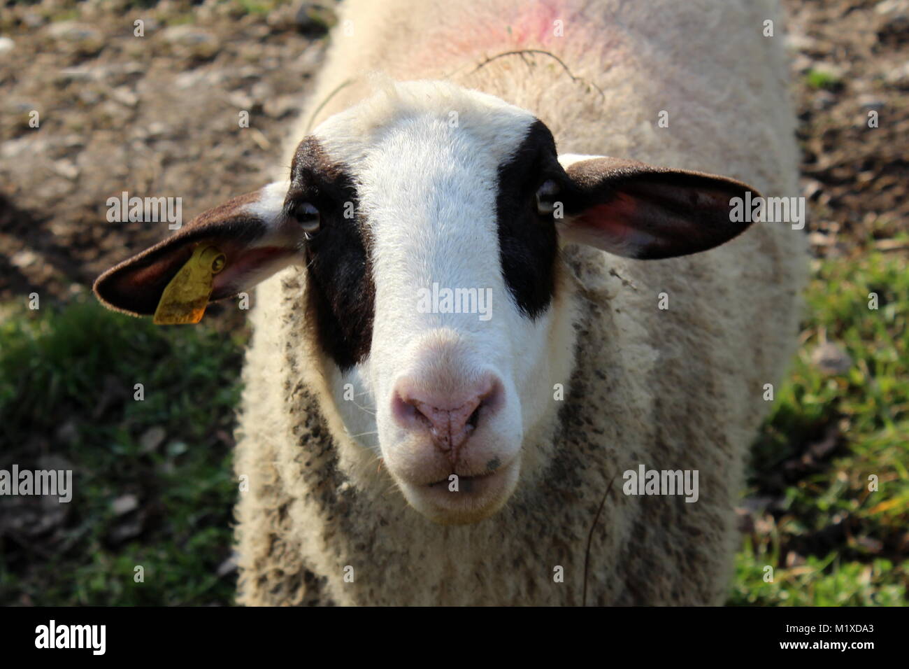 Closeup of white sheep head with black patches around her eyes and ears Stock Photo Alamy