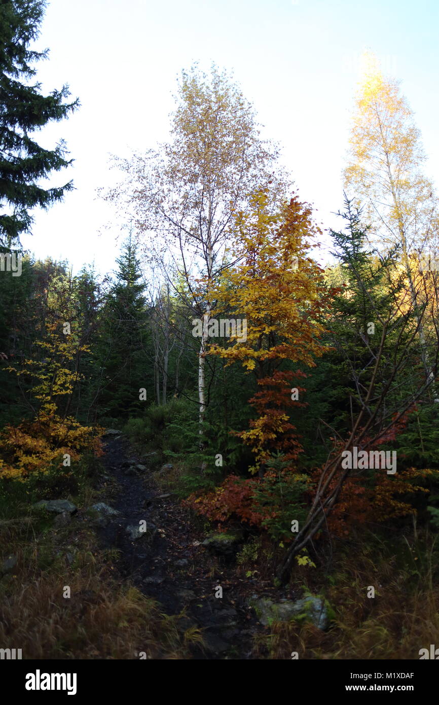 Autumn in the forest Stock Photo - Alamy