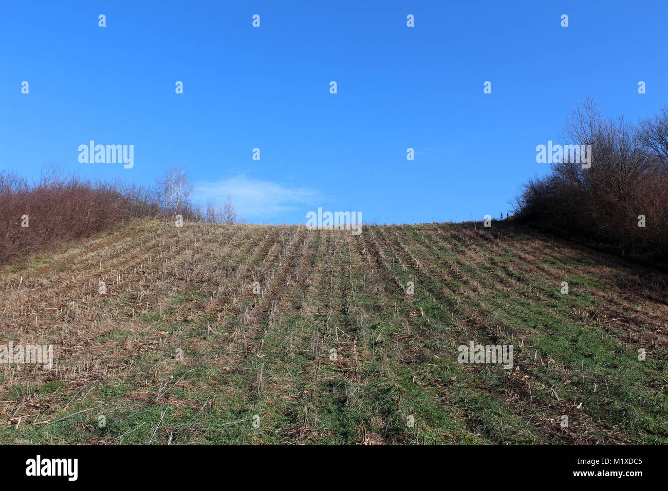 Between Grass Rows Harvested cornfield with green grass growing between rows surrounded ...