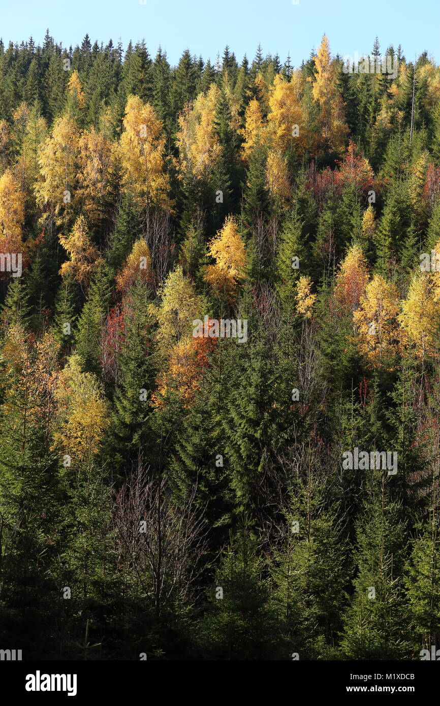 Autumn in the forest Stock Photo - Alamy