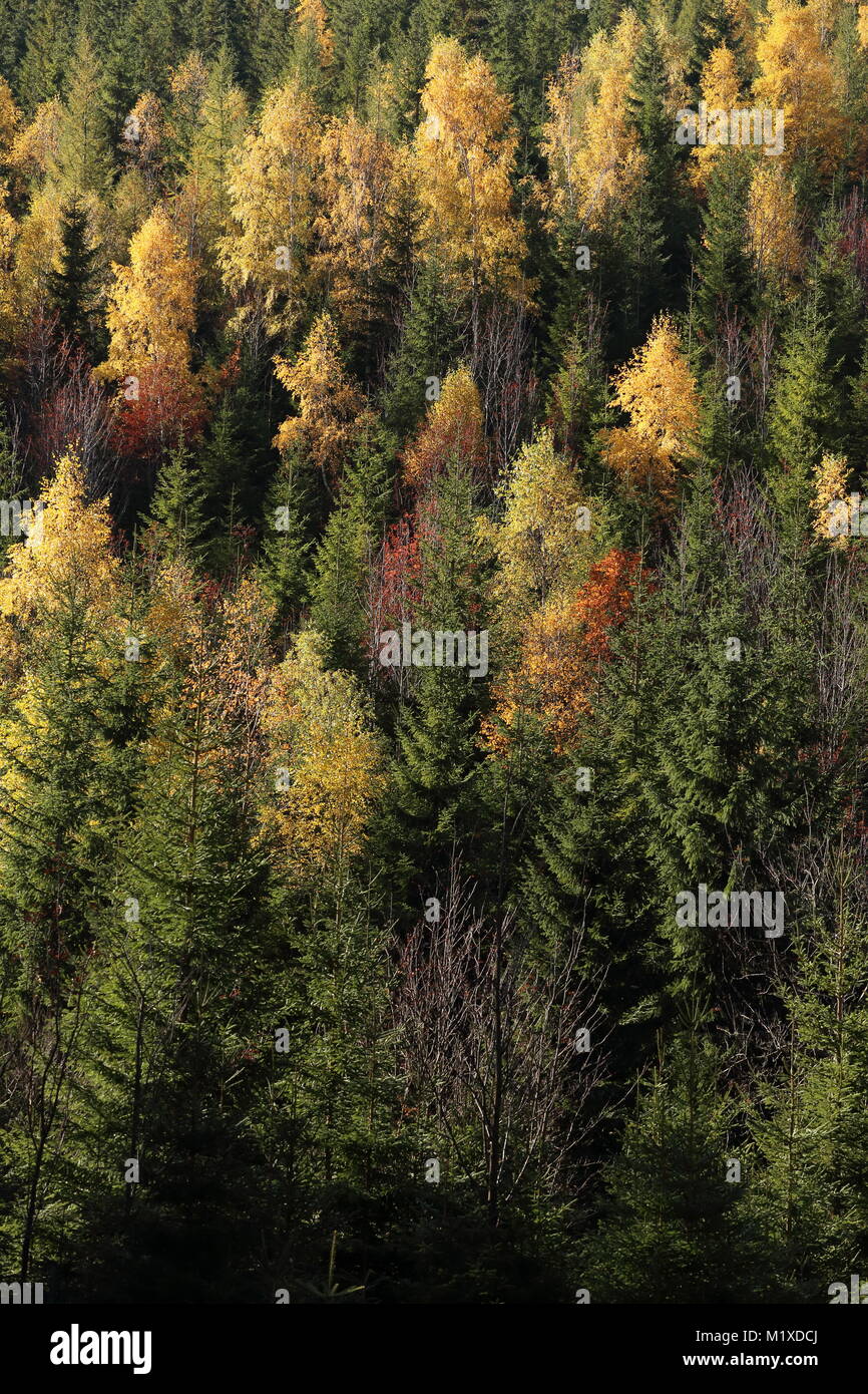 Autumn in the forest Stock Photo - Alamy