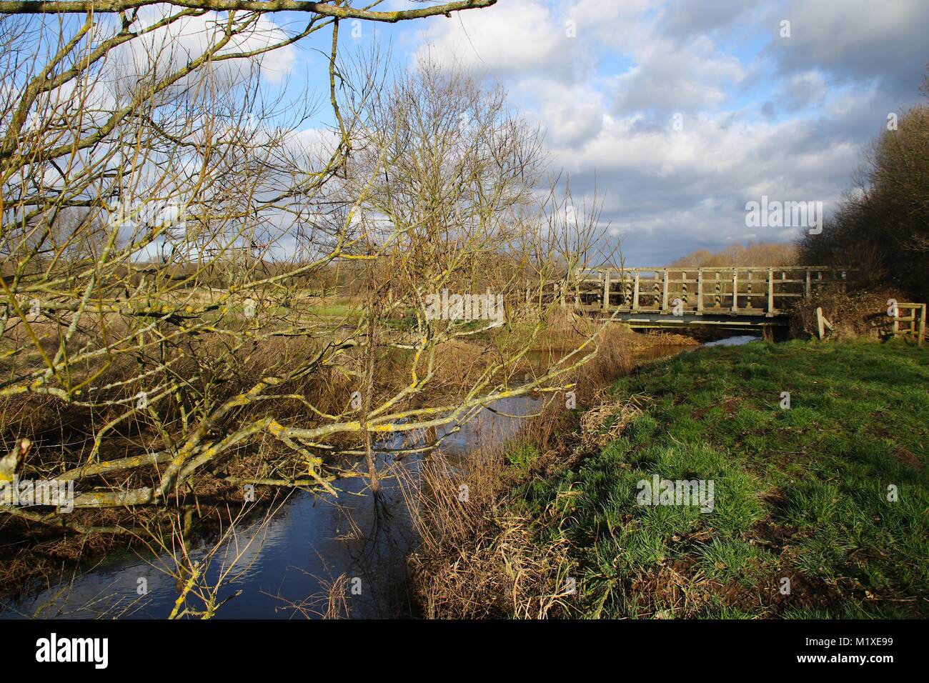 A wooden bridge and footpath over a tiny river on Horsell Common