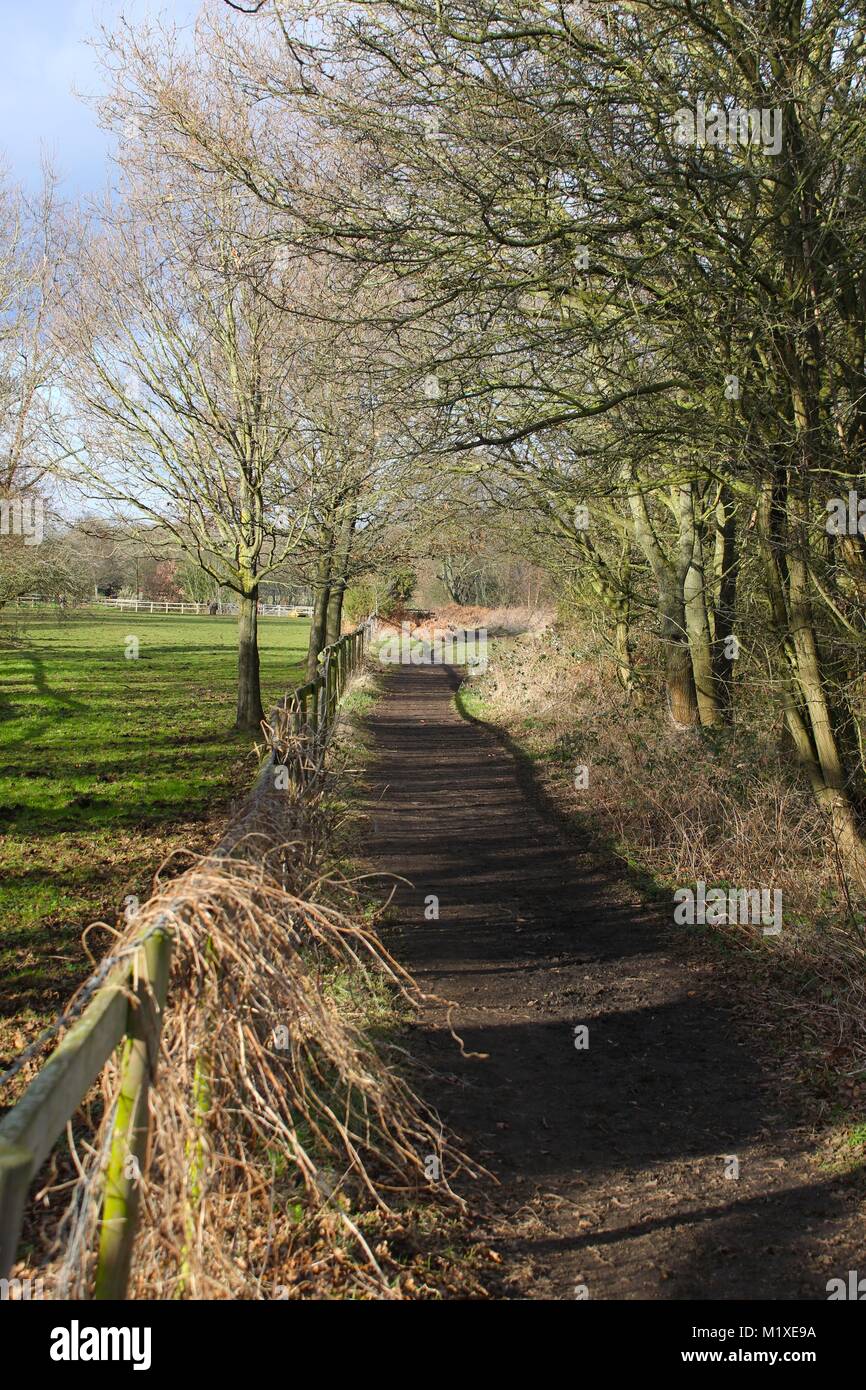 A walk and bridleway under an avenue of trees on the edge of Horsell