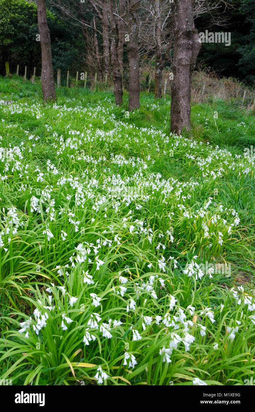 White flowers in woodland, Makara Village, Wellington, New Zealand Stock Photo