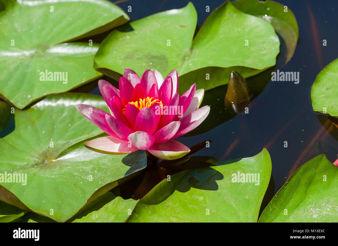 Nymphaea