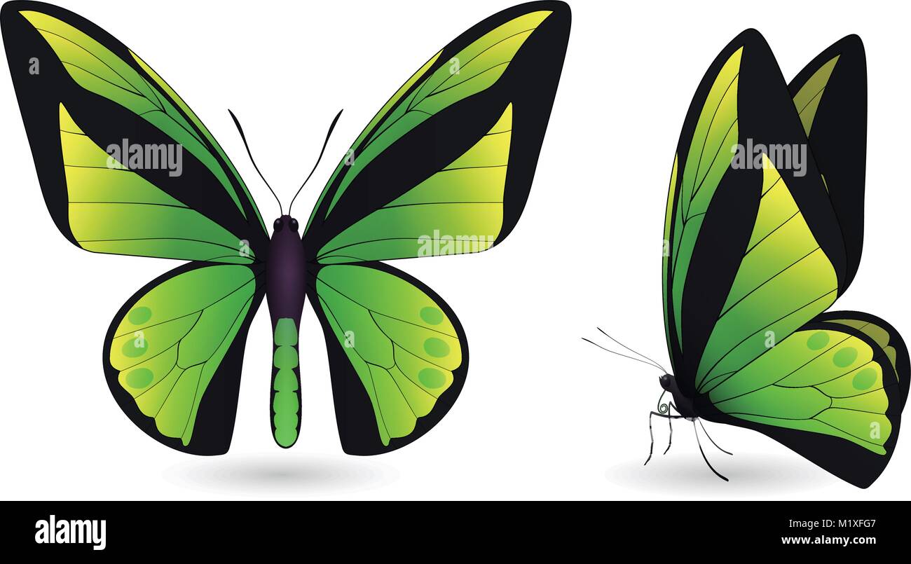 Set of butterflies isolated on white background Stock Vector Image ...