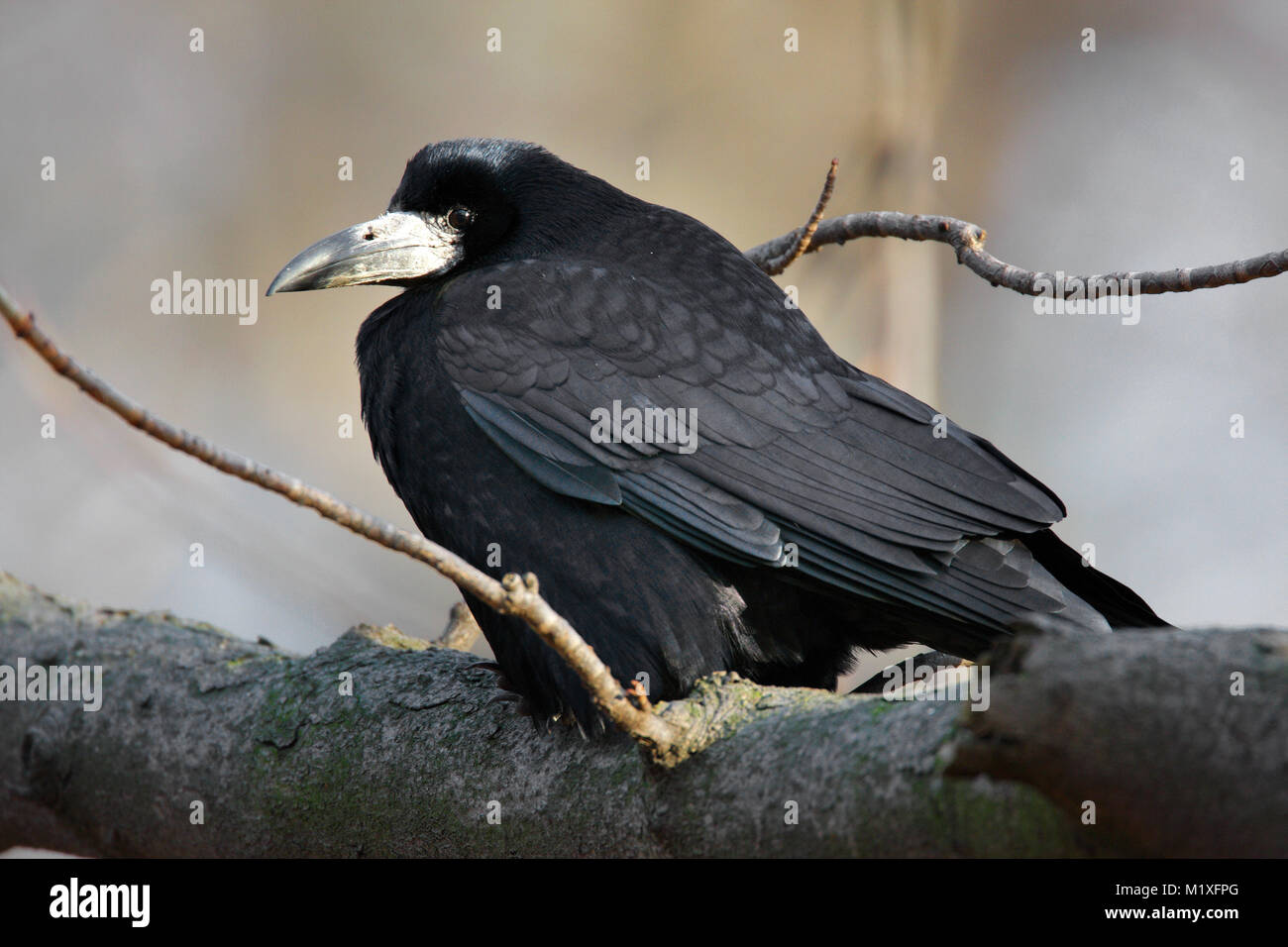 Single Rook bird on a tree branch during a spring nesting period Stock ...