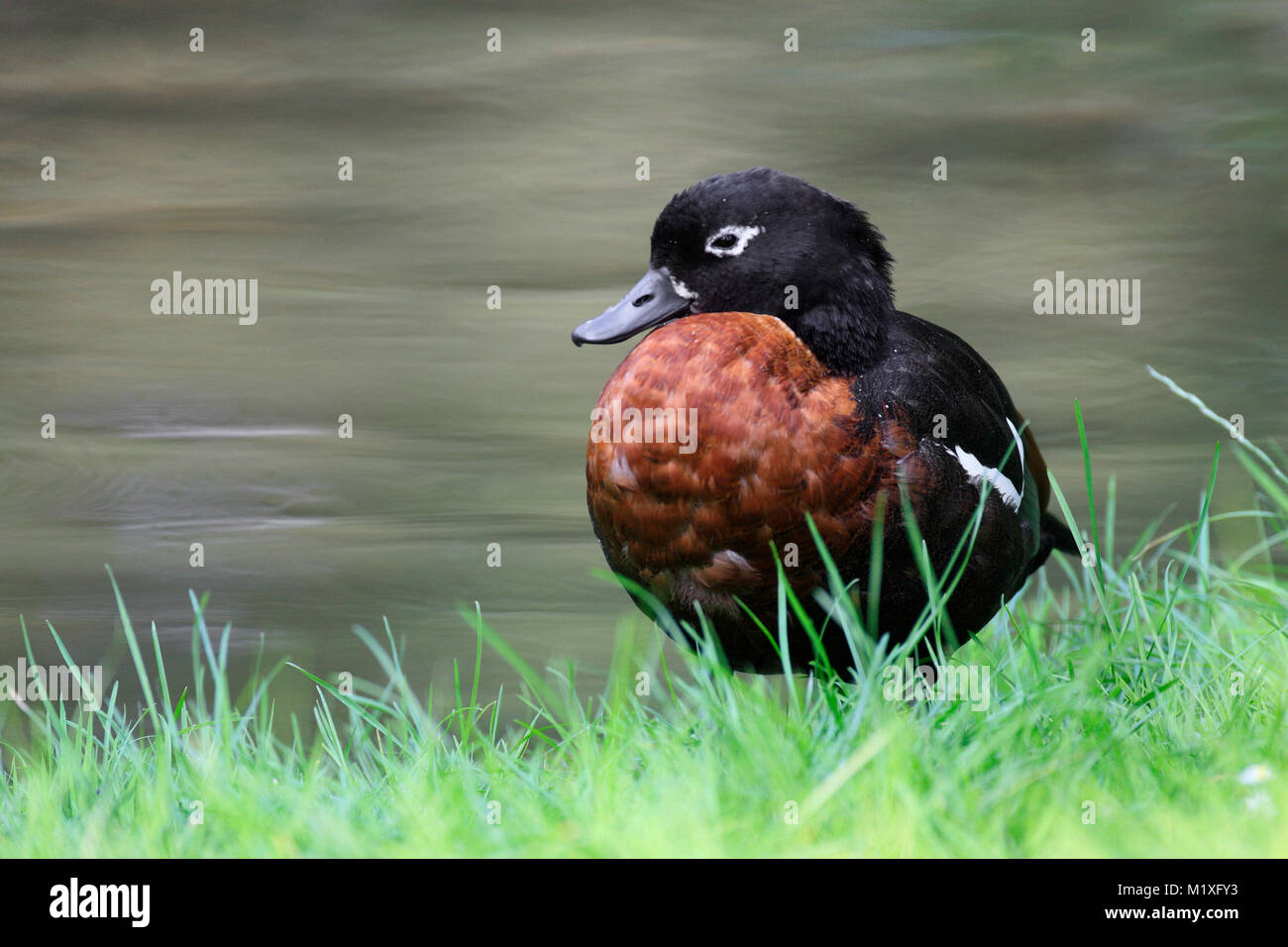 Australian shelduck hi-res stock photography and images - Alamy