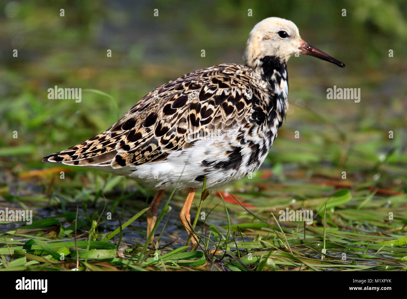 Ruff Bird High Resolution Stock Photography and Images - Alamy