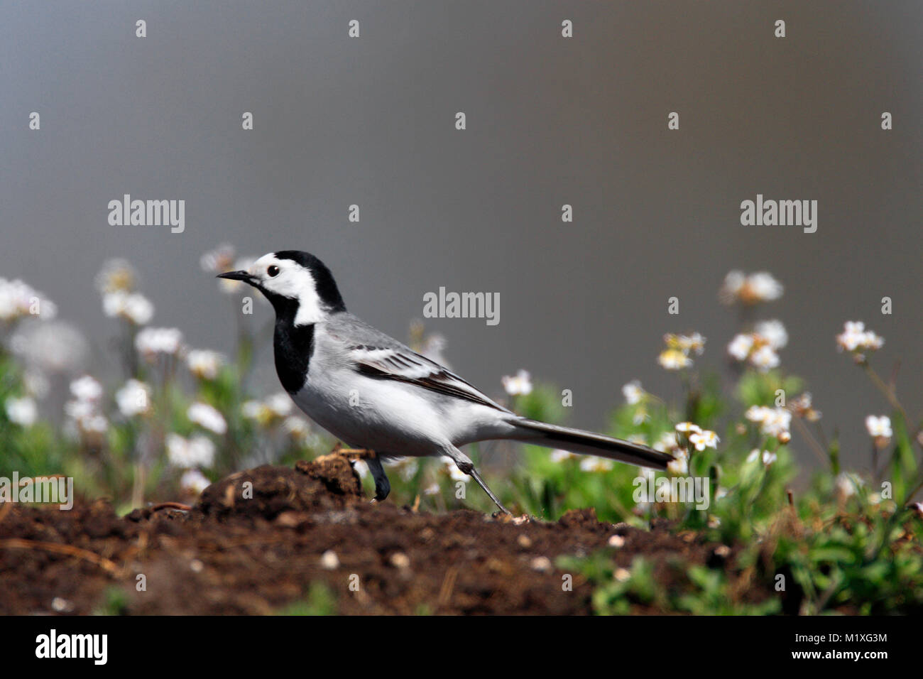 Single White wagtail bird on grassy wetlands during a spring nesting period Stock Photo