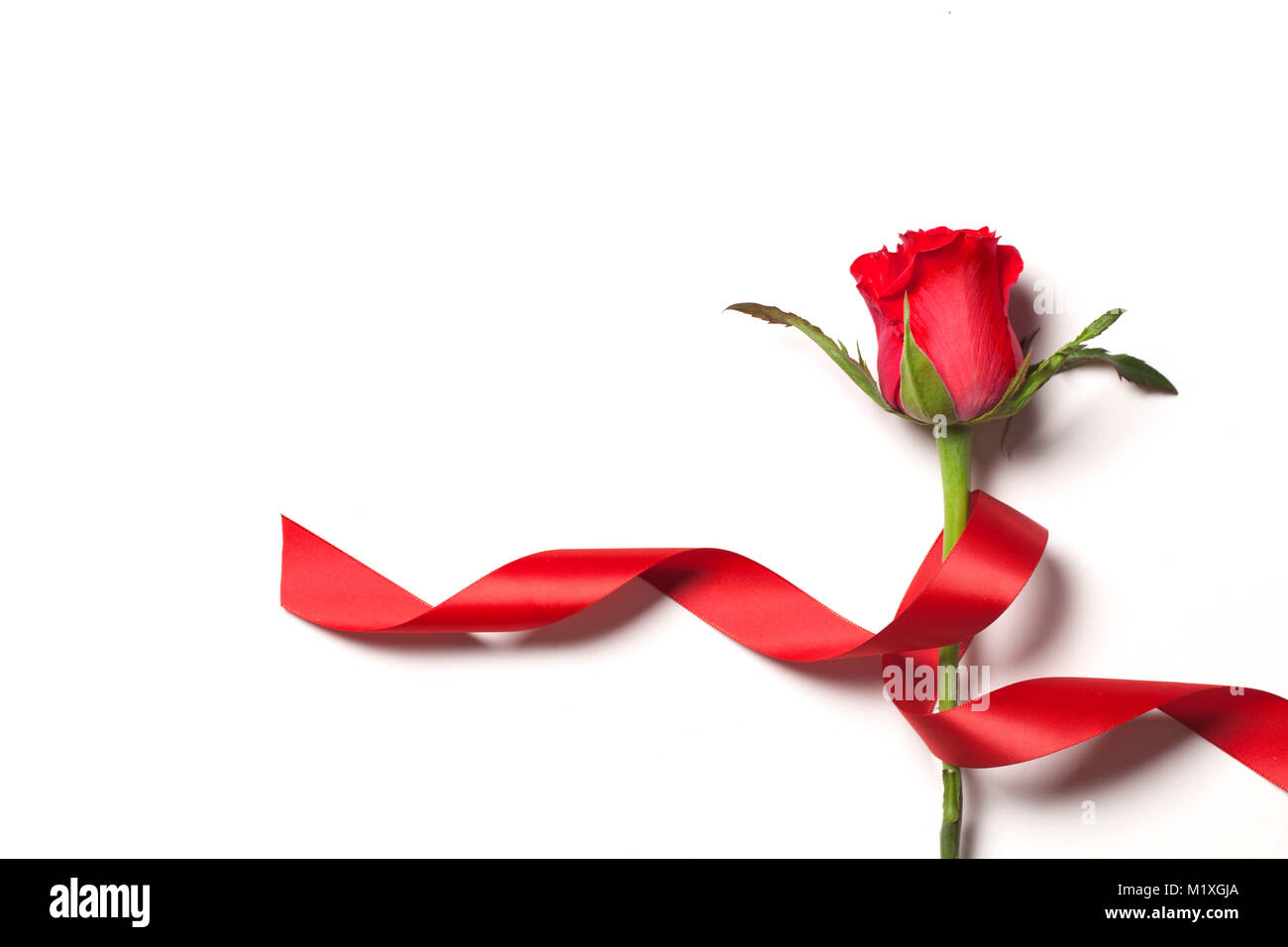 Single red rose on a plain white background with a red ribbon Stock Photo -  Alamy