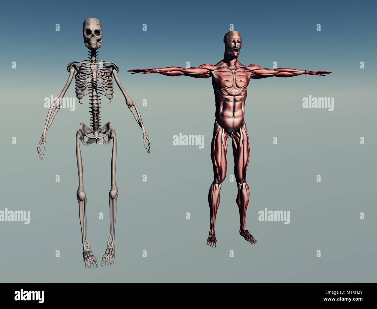 Male Human Anatomy Stock Photo
