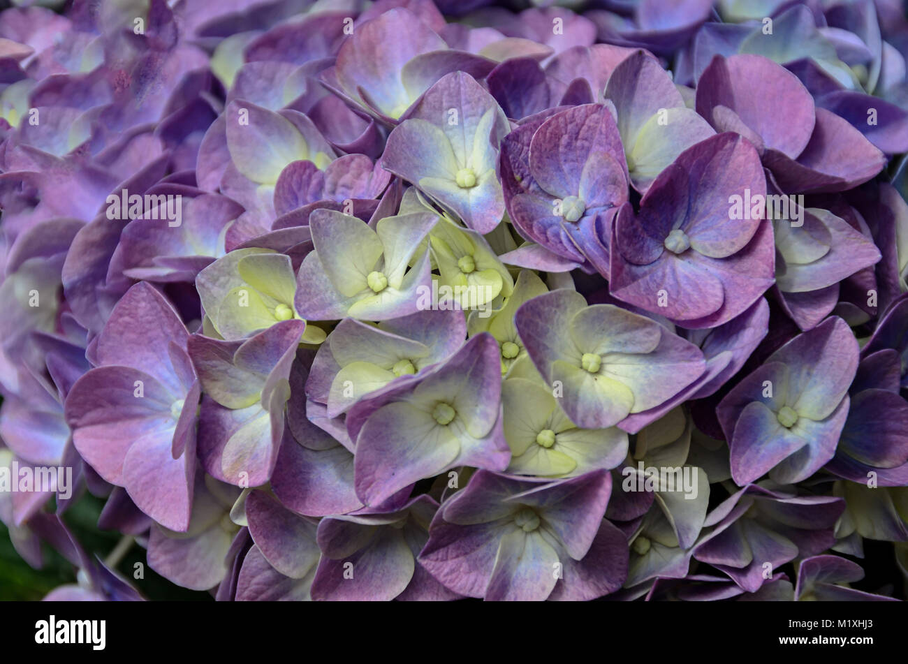 Violet, mauve Hydrangea flowers in a vase, hortensia petals close up,  ornamental plant vintage background Stock Photo - Alamy