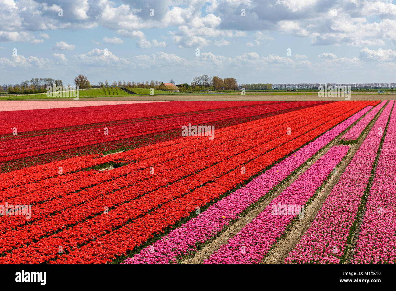 Tulip fields in Holland on a sunny day in spring. The beautiful rows with flowers are in full bloom with red and pink tulips.  The sky above is blue w Stock Photo