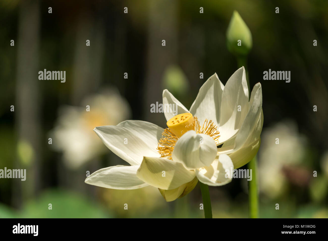 Amerikanische Lotosblume (Nelumbo lutea),  Pamplemousses Botanical Garden, Mauritius, Afrika  | Nelumbo lutea, Pamplemousses Botanical Garden, Mauriti Stock Photo