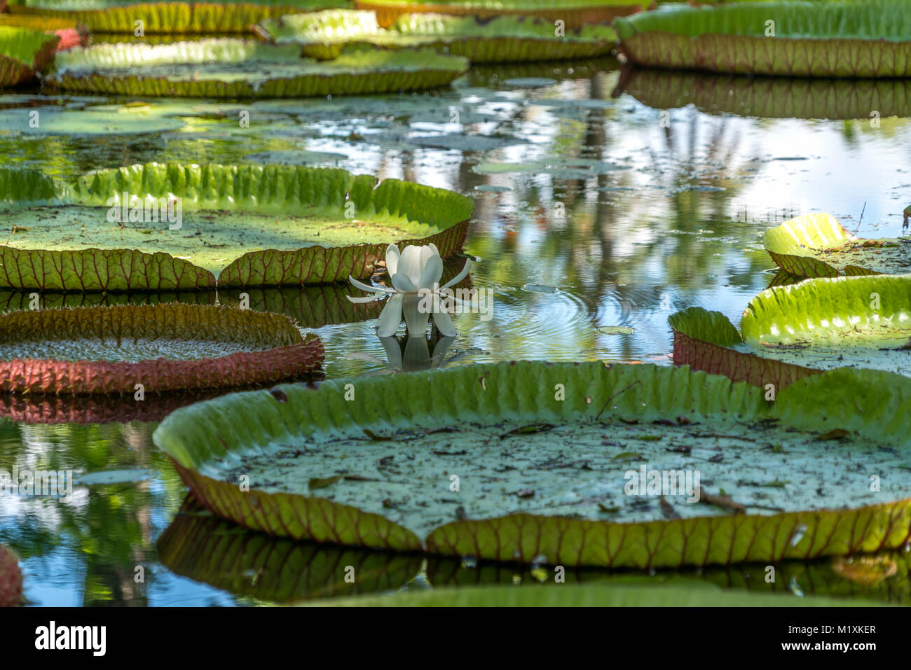 Teich mit Riesenseerosen, Pamplemousses Botanical Garden, Mauritius