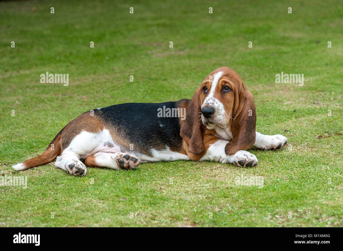 The Basset Hound is a short-legged breed of dog of the hound family. The  Basset is a scent hound that was originally bred for the purpose of hunting  h Stock Photo -