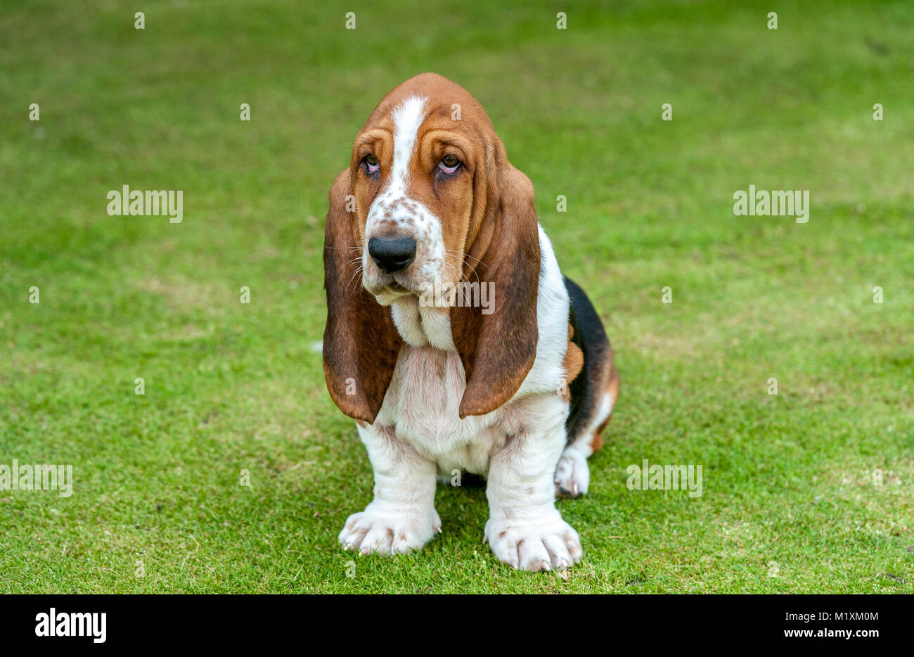 The Basset Hound is a short-legged breed of dog of the hound family. The Basset is a scent hound that was originally bred for the purpose of hunting h Stock Photo