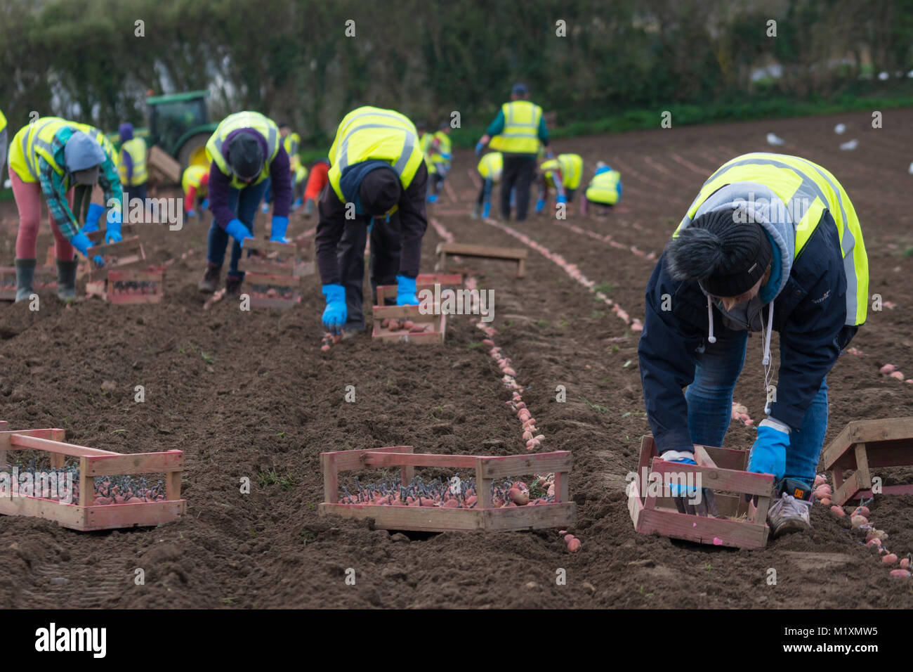 Jersey royals hires stock photography and images Alamy
