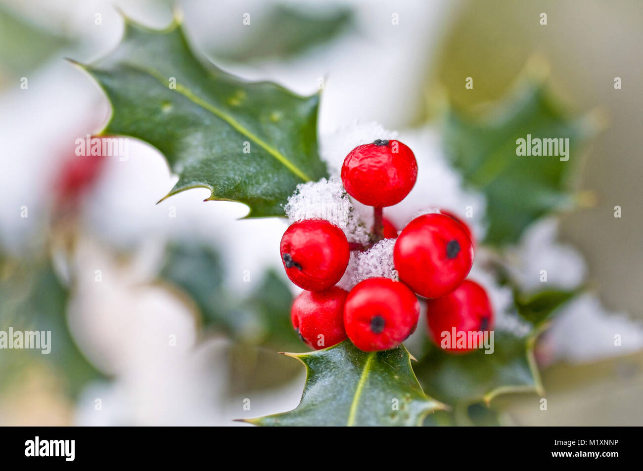 Winter berries snow hi-res stock photography and images - Alamy