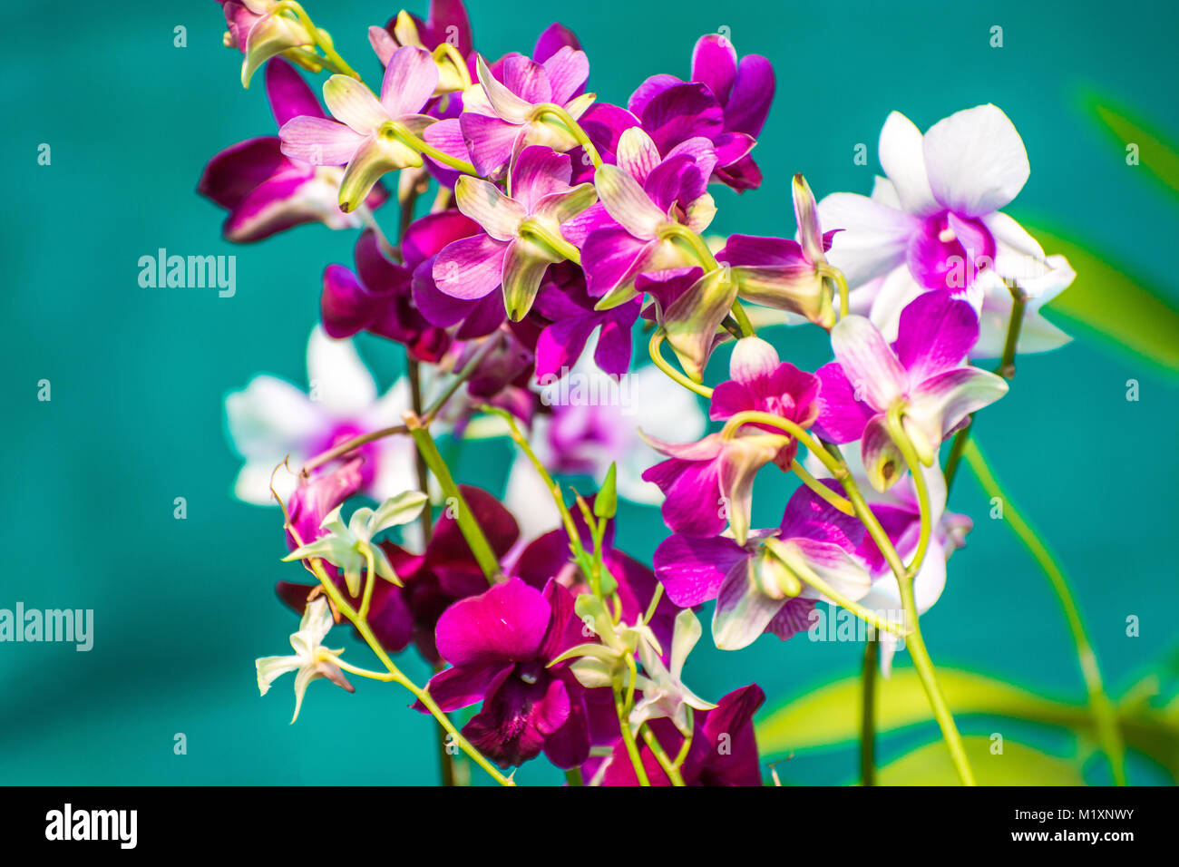 Orchid flower in tropical garden.Phalaenopsis Orchid flower growing on