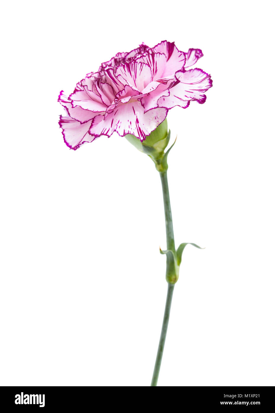 single carnation flower with unusual color pale lilac petals wit