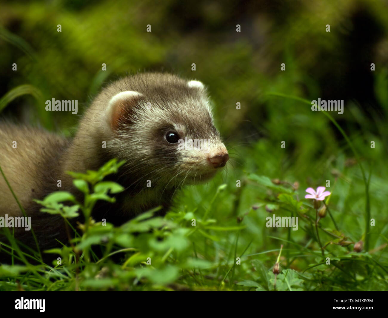Frettchen hires stock photography and images Alamy